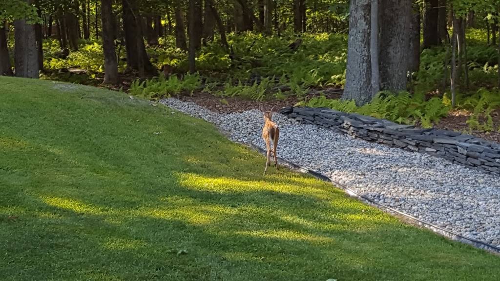 Petes Pizza | restaurant | 106 Log Tavern Way, Milford, PA 18337, USA | 5704094800 OR +1 570-409-4800