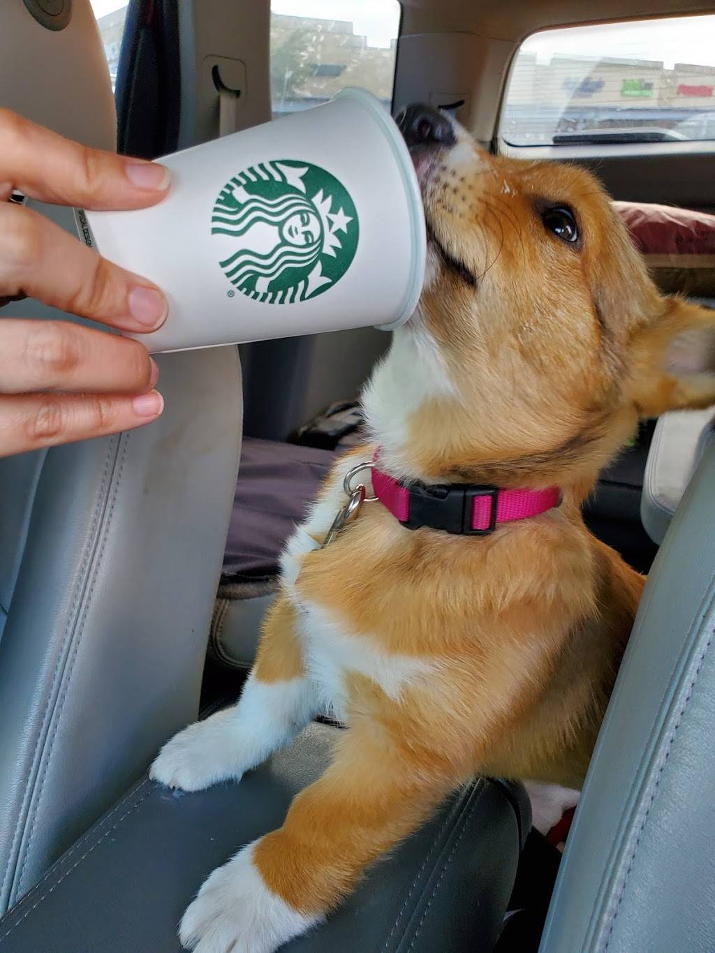 Starbucks | cafe | 2800 E Whitestone Blvd #140, Cedar Park, TX 78613, USA | 5122601627 OR +1 512-260-1627