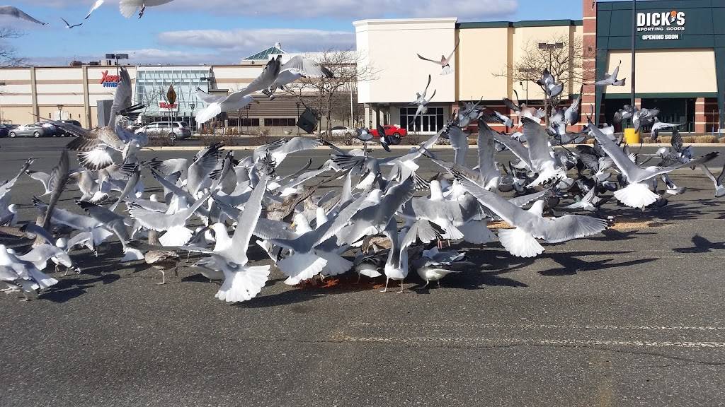 Westfield Sunrise | shopping mall | One Sunrise Mall, Massapequa, NY 11758, USA | 5167953550 OR +1 516-795-3550