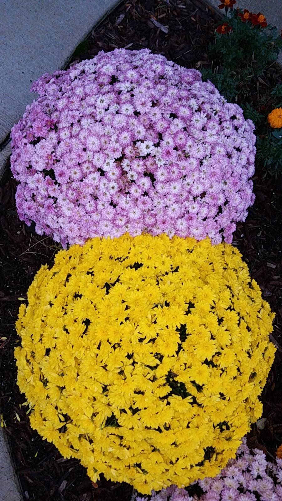 Chilis Grill & Bar | meal takeaway | 250 Silhavy Rd, Valparaiso, IN 46383, USA | 2194657344 OR +1 219-465-7344