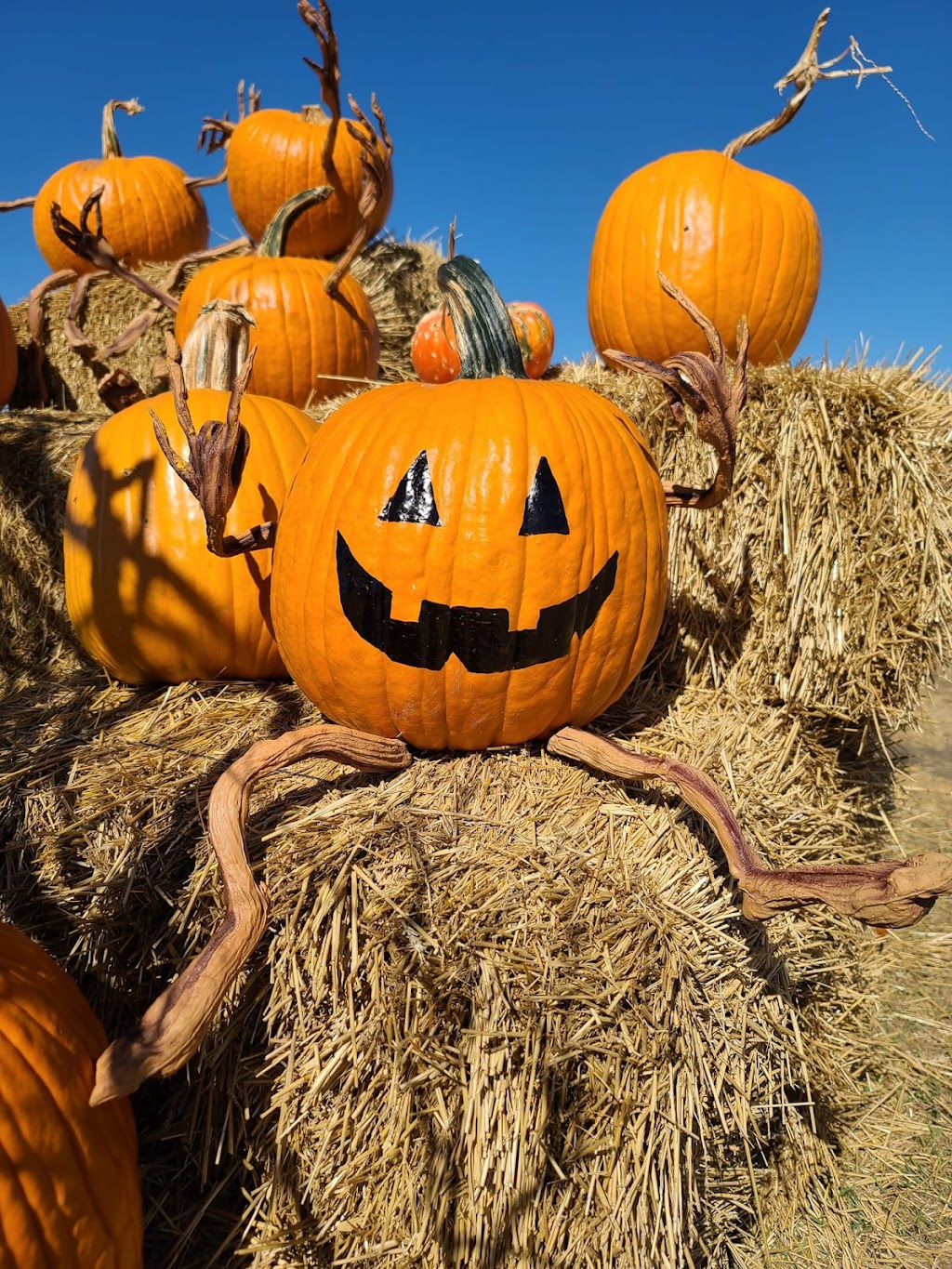 Texas Pumpkin Fest | restaurant | 8760 FM 2243, Leander, TX 78641, USA | 5122228055 OR +1 512-222-8055