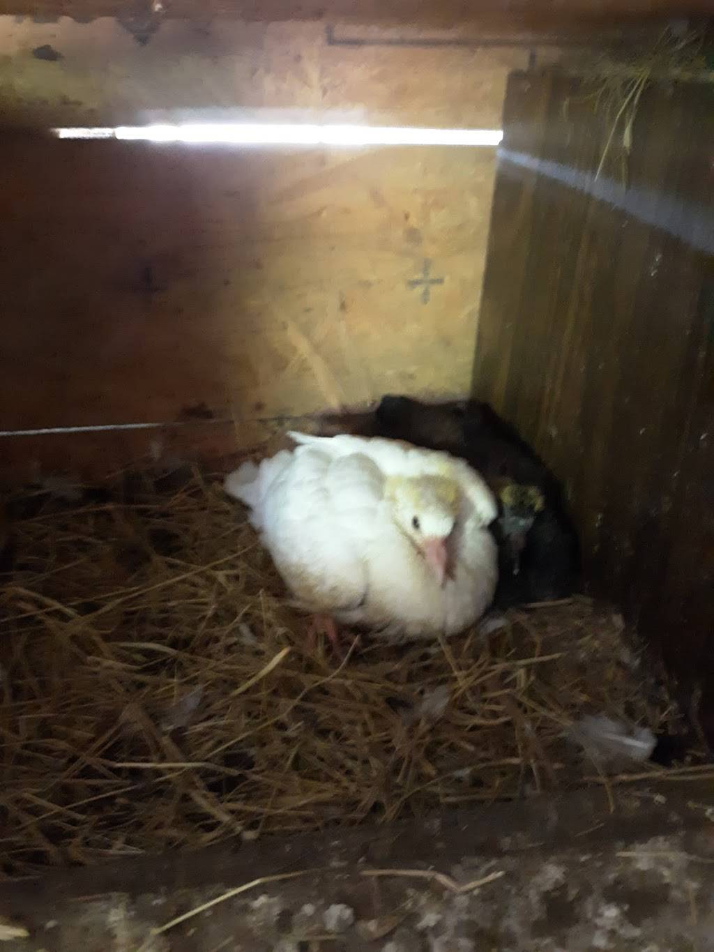 Shuckers of Sumter | restaurant | 401 Rast St, Sumter, SC 29150, USA | 8037755304 OR +1 803-775-5304