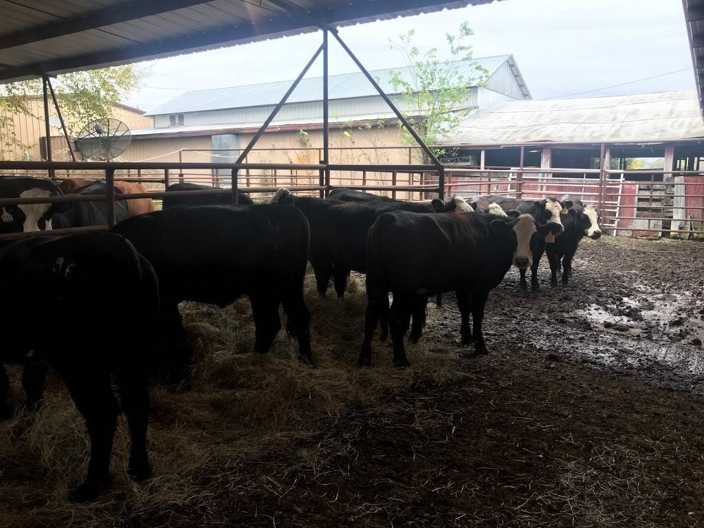 Stockyards Feed and Grain Restaurant | restaurant | 11165 AR-22, Ratcliff, AR 72951, USA | 4796358646 OR +1 479-635-8646