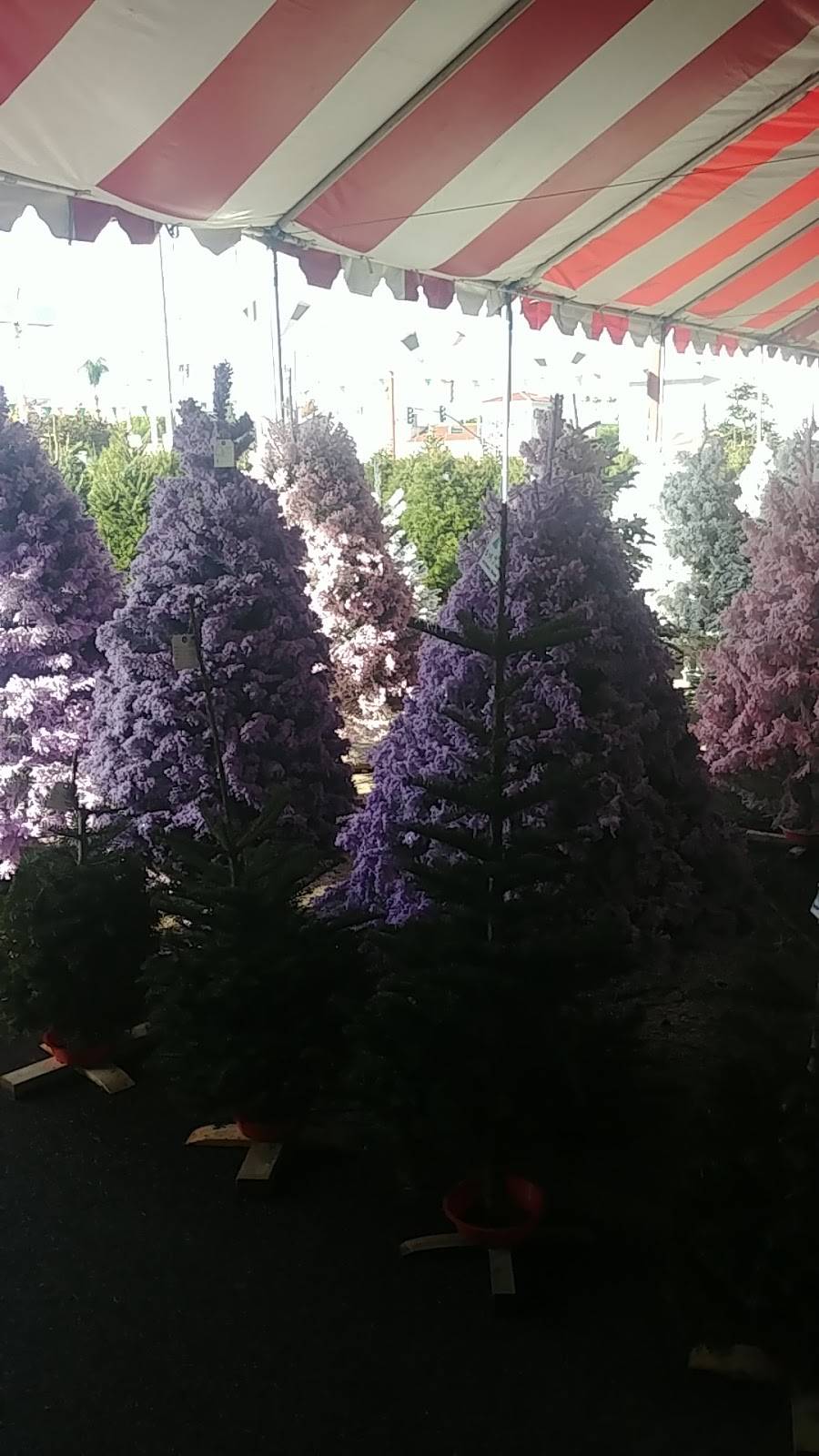 Eddies Christmas Trees | restaurant | 6400 Atlantic Ave, Bell, CA 90201, USA | 5624497664 OR +1 562-449-7664