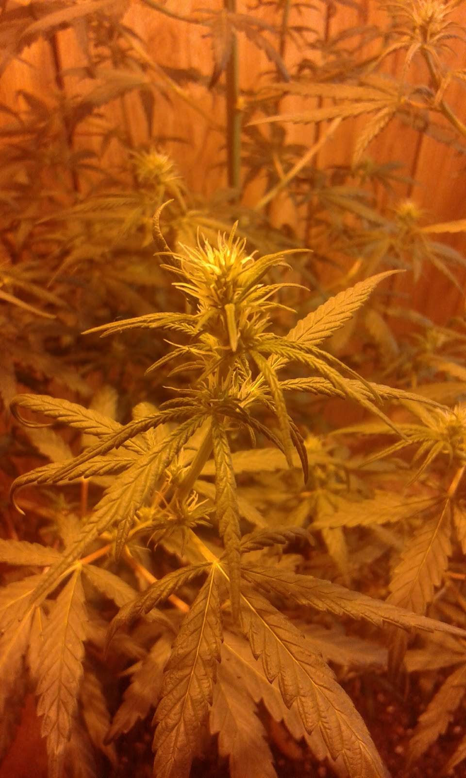 Cherry Blossom Chinese Restaurant | meal delivery | 2700 Colorado Blvd, Idaho Springs, CO 80452, USA | 3035671166 OR +1 303-567-1166