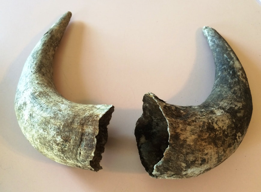 Silver Bison Ranch | Bison Meat For Sale | restaurant | 1954 50th Ave, Baldwin, WI 54002, USA | 7156842811 OR +1 715-684-2811