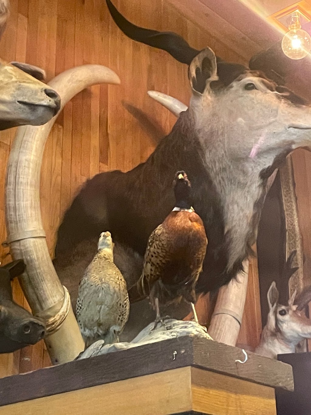 Safari Club | restaurant | 115 E Park St, Thermopolis, WY 82443, USA | 3078643131 OR +1 307-864-3131