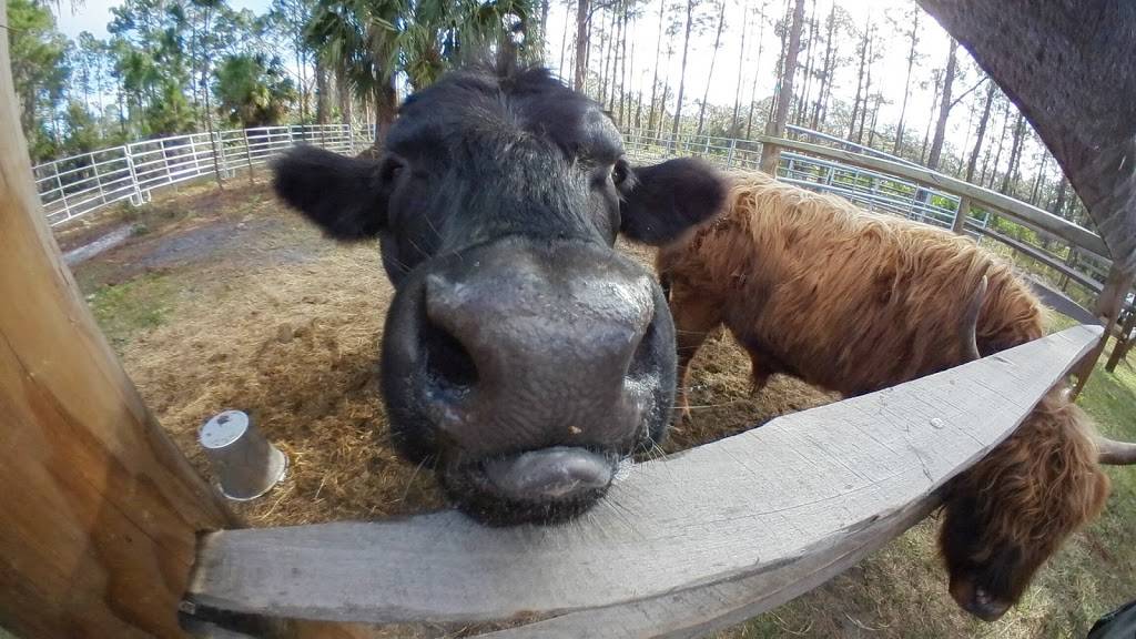 Fly In Breakfast | restaurant | 3000 W Osceola Rd, Geneva, FL 32732, USA | 4079475777 OR +1 407-947-5777