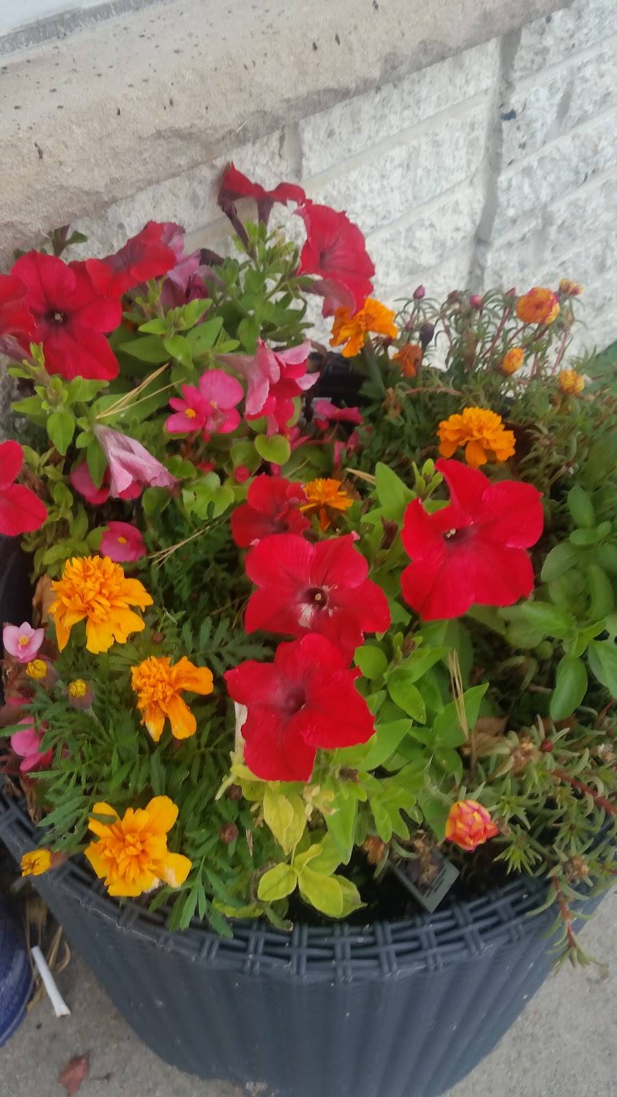 Halibut Queen | restaurant | 260 The Queensway S, Keswick, ON L4P 2B1, Canada | 9055356666 OR +1 905-535-6666