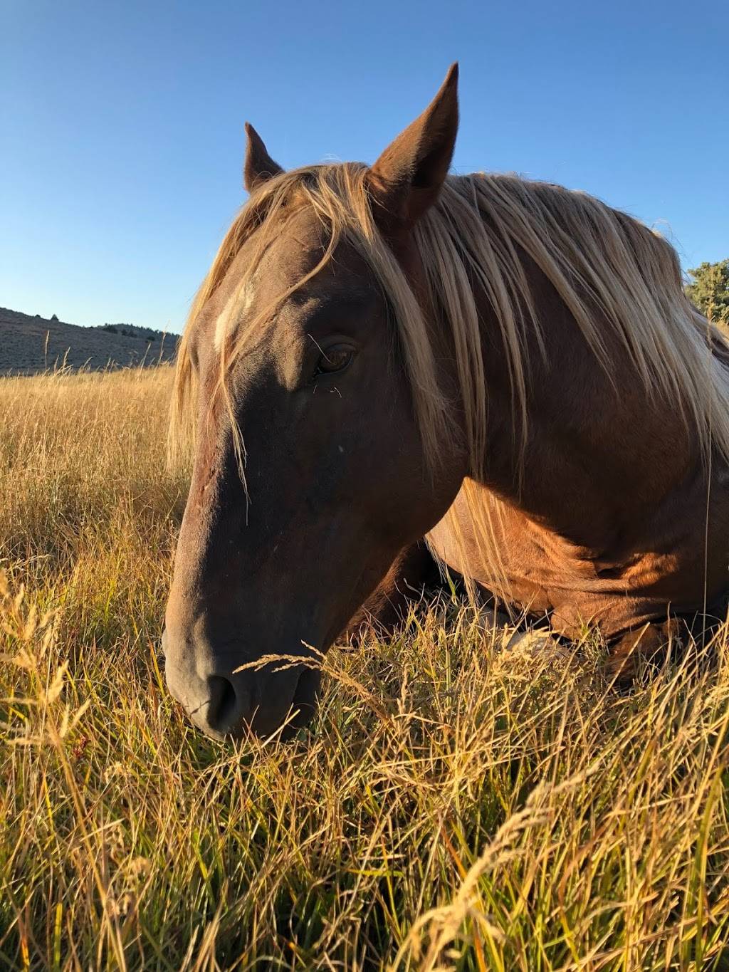 A Slice of Heaven Pizzeria | meal delivery | 811 Short Ct unit e, Gardnerville, NV 89460, USA | 7753923851 OR +1 775-392-3851