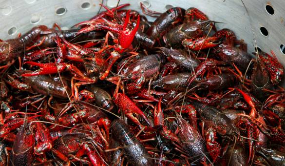 Baytown Crawfish Company and Catering | restaurant | 7730 Decker Dr, Baytown, TX 77520, USA | 2817160299 OR +1 281-716-0299