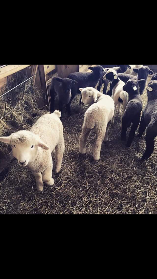 Harbs Farm | restaurant | 7802 Vienna Rd, Blossvale, NY 13308, USA | 9143207959 OR +1 914-320-7959