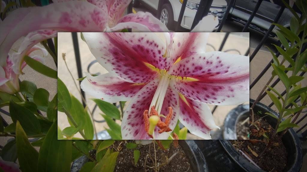 Rainbow Cafe | night club | 112 E Main St, Auburn, WA 98002, USA | 2538331880 OR +1 253-833-1880