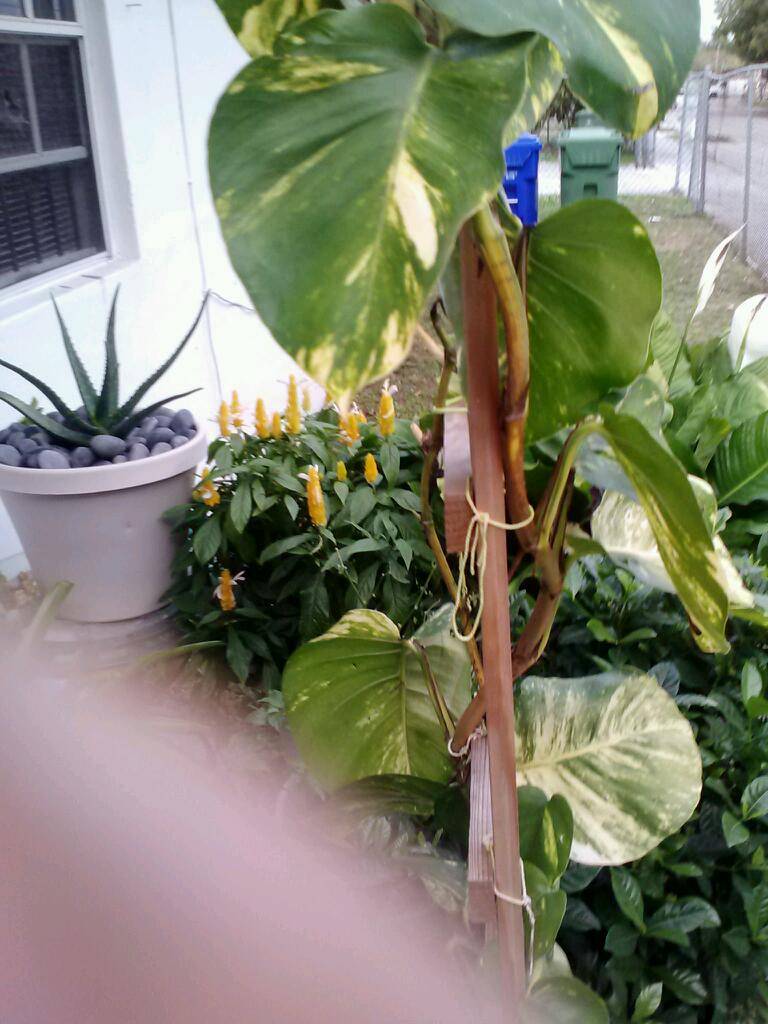 Popeyes Louisiana Kitchen | restaurant | 5534 NW 7th Ave, Miami, FL 33127, USA | 3057548587 OR +1 305-754-8587