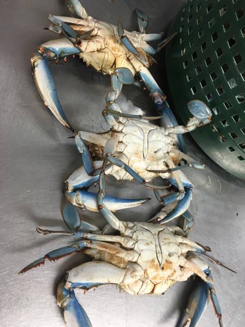 The Crab Stop | restaurant | 1405 Sulphur Spring Rd, Arbutus, MD 21227, USA | 4102421394 OR +1 410-242-1394