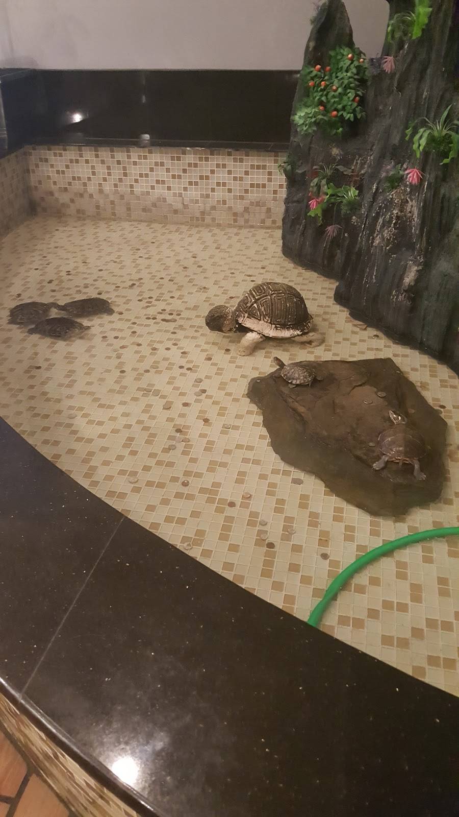 Asian Buffet | restaurant | 2019 West St A, Annapolis, MD 21401, USA | 4102243009 OR +1 410-224-3009