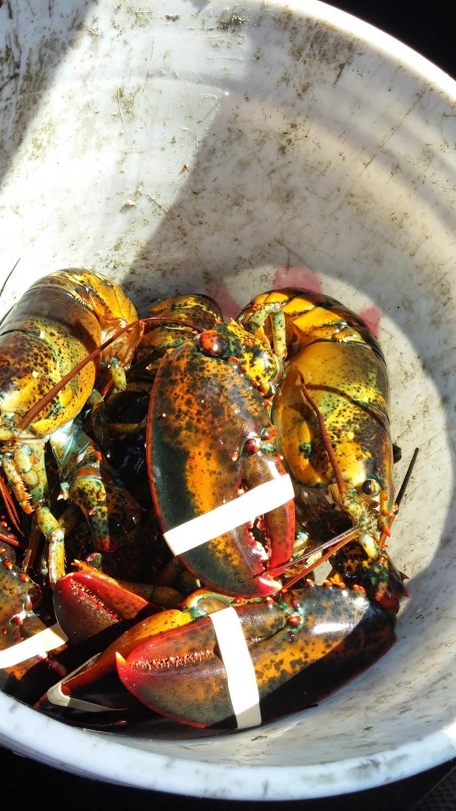 Harraseeket Lunch and Lobster Company | restaurant | 36 Main St, South Freeport, ME 04078, USA | 2078653535 OR +1 207-865-3535