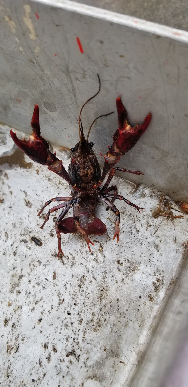 Lous Crawfish | restaurant | 3508 Pinemont Dr, Houston, TX 77018, USA | 7132899944 OR +1 713-289-9944