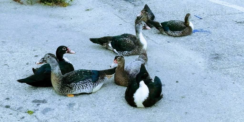 Vegas Burger Bar | restaurant | 1699 NE 123rd St, North Miami, FL 33181, USA | 3058910055 OR +1 305-891-0055