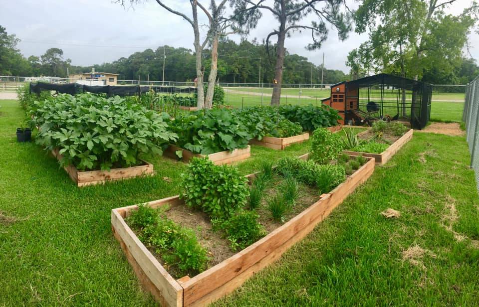 Pennys Beer Garden | restaurant | 1001 Farm to Market 646 Rd N, Dickinson, TX 77539, USA | 8323156263 OR +1 832-315-6263