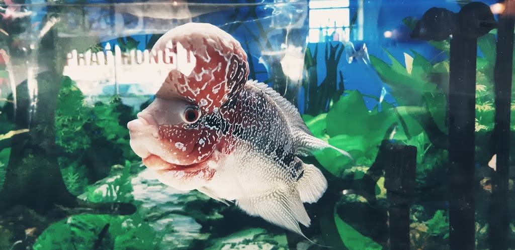 Phat Hong | restaurant | 360 Boulevard Arthur-Sauvé, Saint-Eustache, QC J7R 2J3, Canada | 4505986648 OR +1 450-598-6648