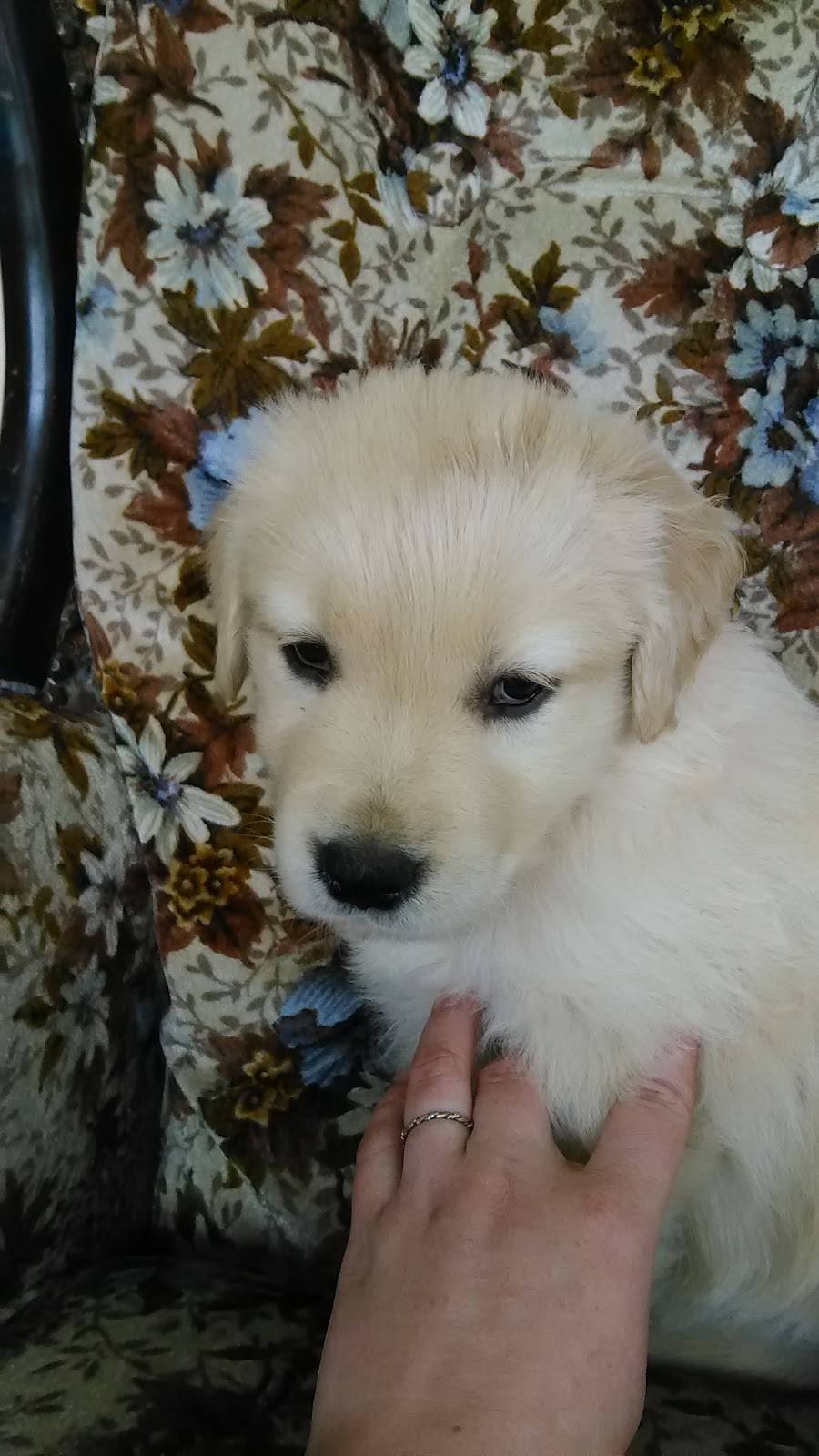 Westfalls Family Restaurant | restaurant | 18148 Mahoning Ave, Lake Milton, OH 44429, USA | 3306545884 OR +1 330-654-5884