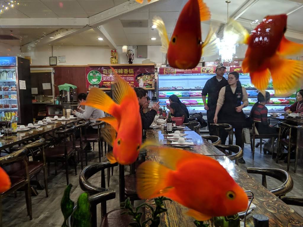 Bel Cool Tasty Pot | restaurant | 10851 N Wolfe Rd, Cupertino, CA 95014, USA | 4082533998 OR +1 408-253-3998