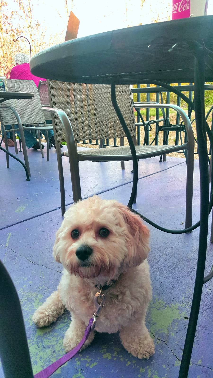 Lupis Pizza Pies | restaurant | 1414 Jenkins Rd, Chattanooga, TN 37421, USA | 4238554104 OR +1 423-855-4104