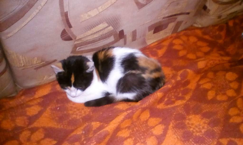 Subway | meal takeaway | 1201 E Main St Space A, Santa Maria, CA 93454, USA | 8059224521 OR +1 805-922-4521