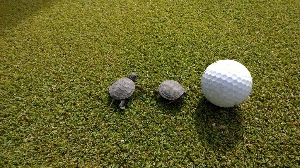 Royal Scot Golf Course & Supper Club | restaurant | 4831 Church Rd, New Franken, WI 54229, USA | 9208662356 OR +1 920-866-2356