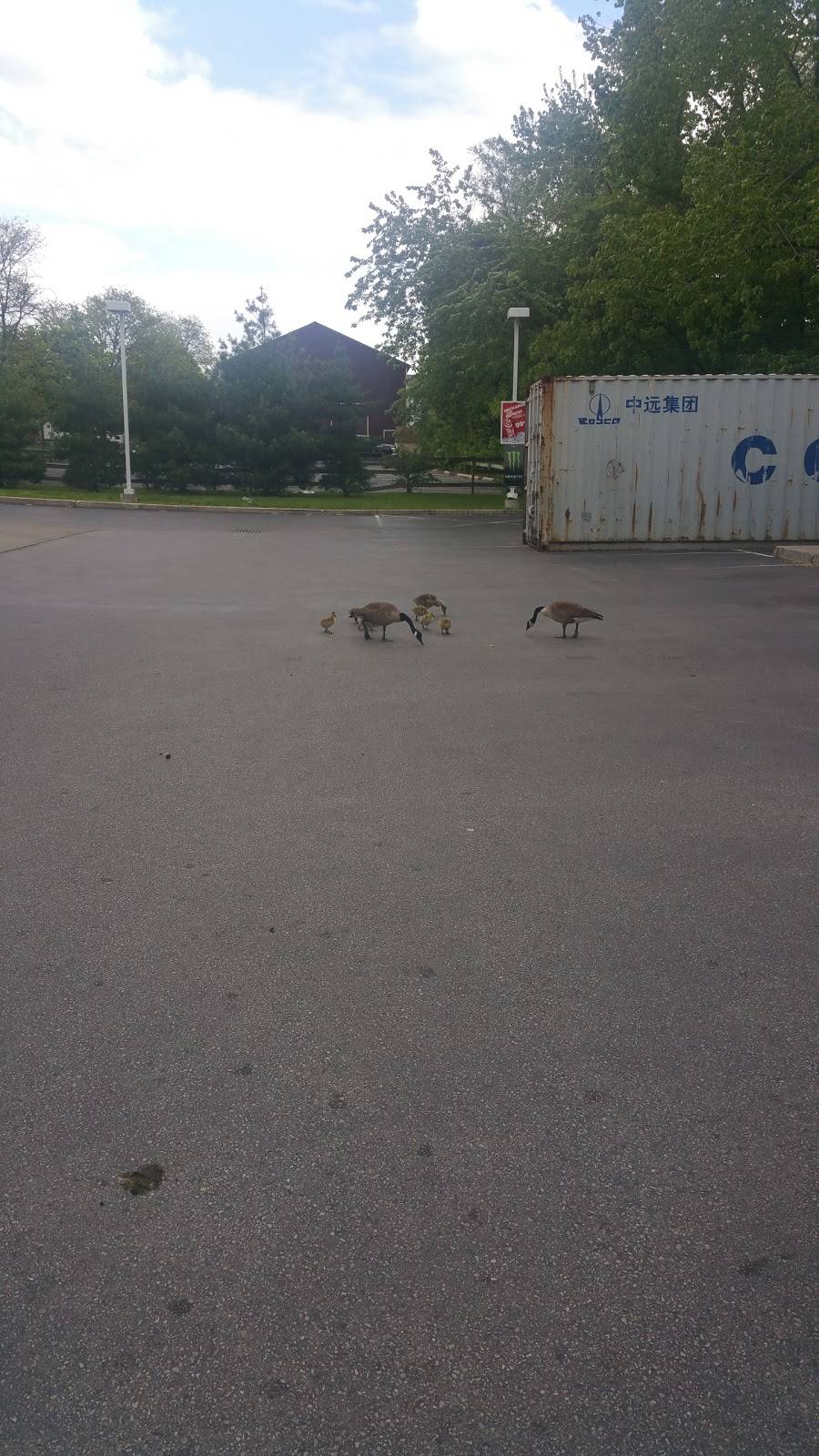 Subway Restaurants | restaurant | 61-77 Washington Terrace, Newburgh, NY 12550, USA | 8455615700 OR +1 845-561-5700