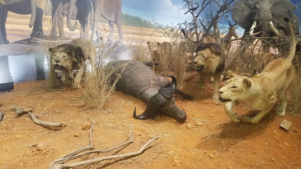 Mesquite Grill | restaurant | 12901 Cabela Dr, Fort Worth, TX 76177, USA | 8173372409 OR +1 817-337-2409