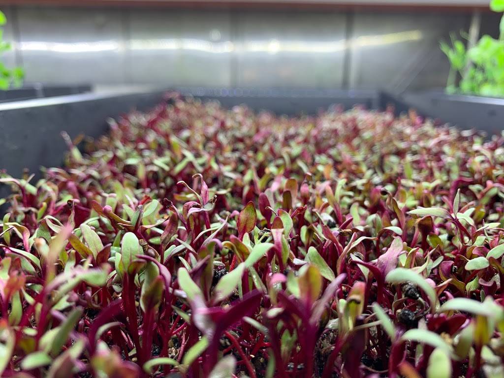 Microgreens from THE BOX | restaurant | 302 SE 24th St Lot#6, Ruskin, FL 33570, USA | 8134165444 OR +1 813-416-5444