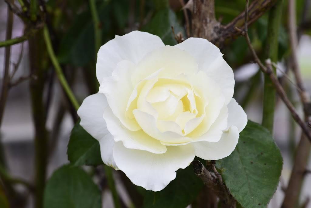 Tootsies | restaurant | 537 W Washington St, Sequim, WA 98382, USA | 3606839524 OR +1 360-683-9524