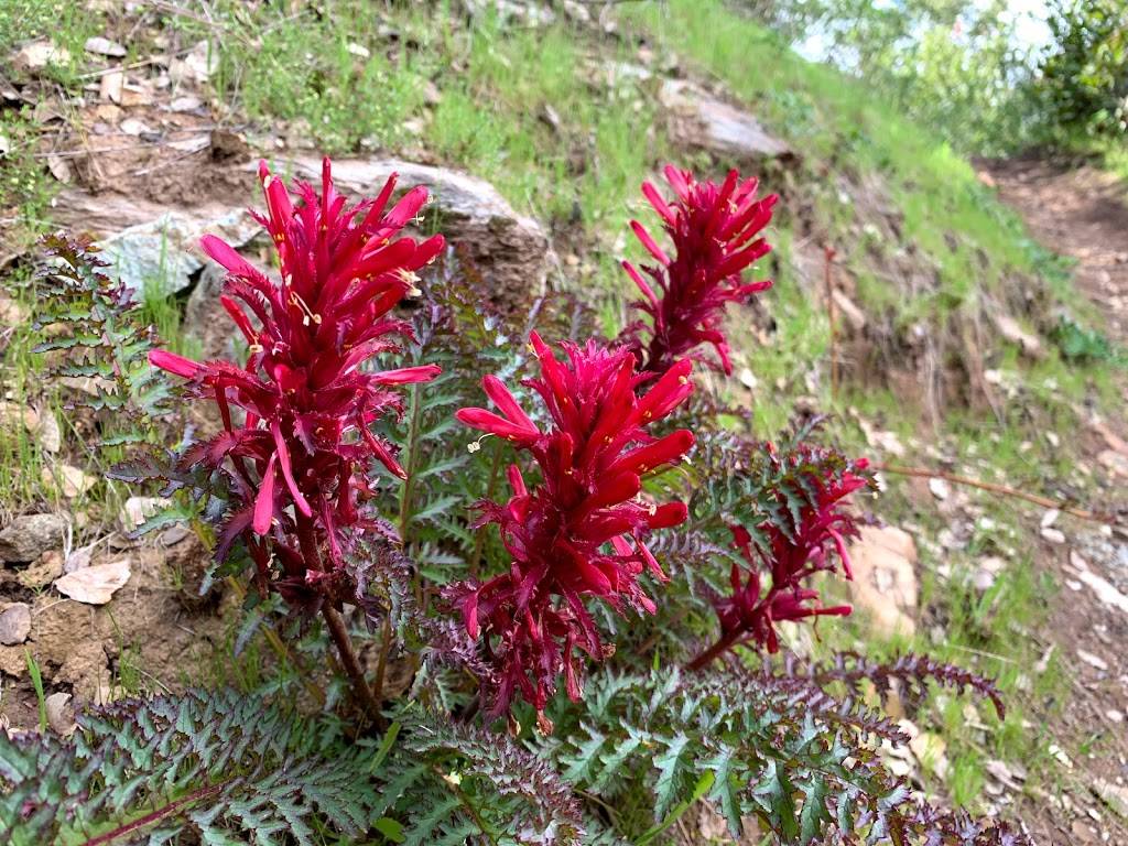 Pita House | restaurant | 114 N Gateway Dr, Madera, CA 93637, USA | 5594167490 OR +1 559-416-7490