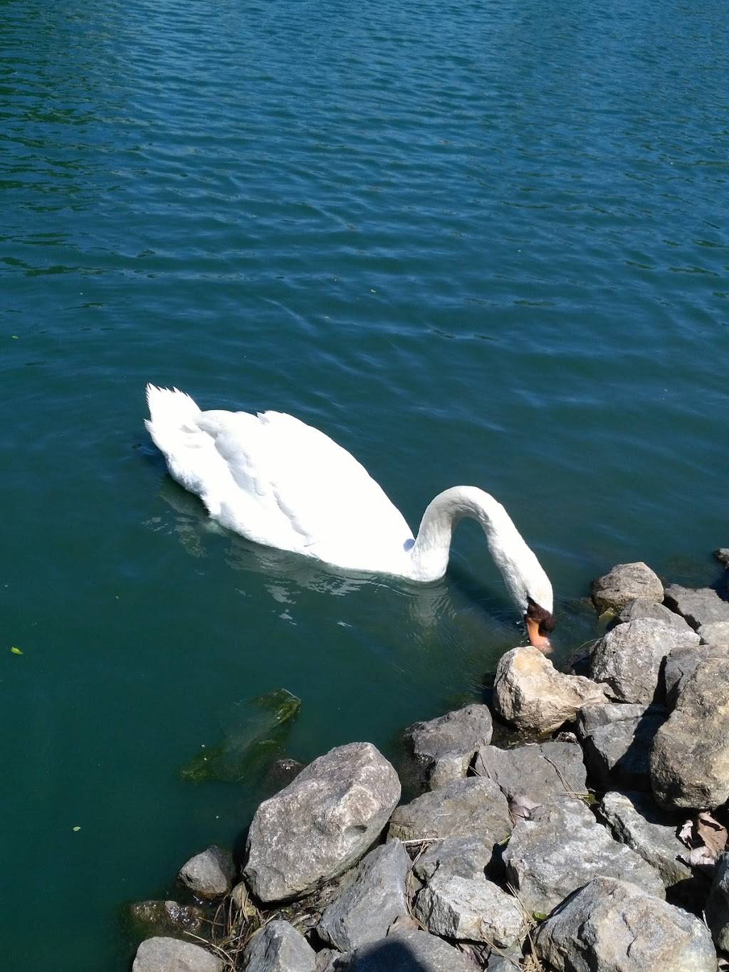 Starbucks | cafe | 330 W Irving Park Rd, Wood Dale, IL 60191, USA | 2242343382 OR +1 224-234-3382