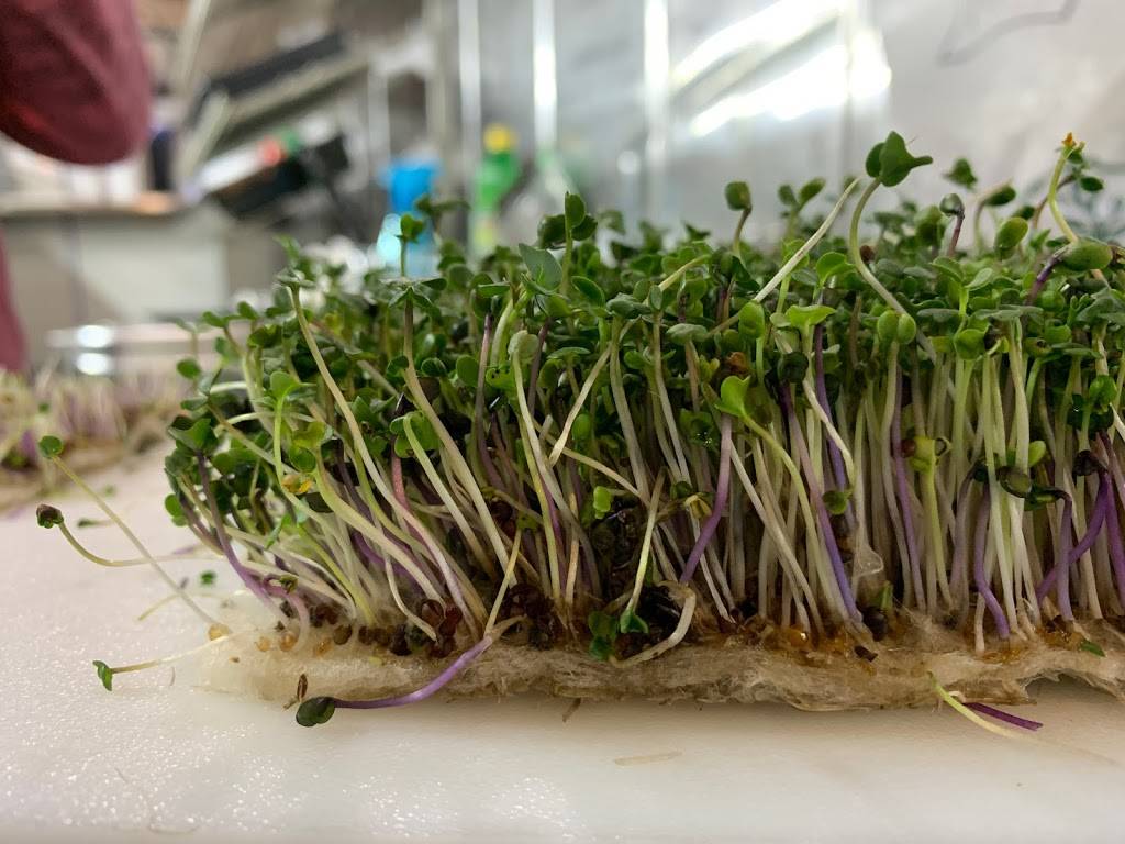 Microgreens from THE BOX | restaurant | 302 SE 24th St Lot#6, Ruskin, FL 33570, USA | 8134165444 OR +1 813-416-5444