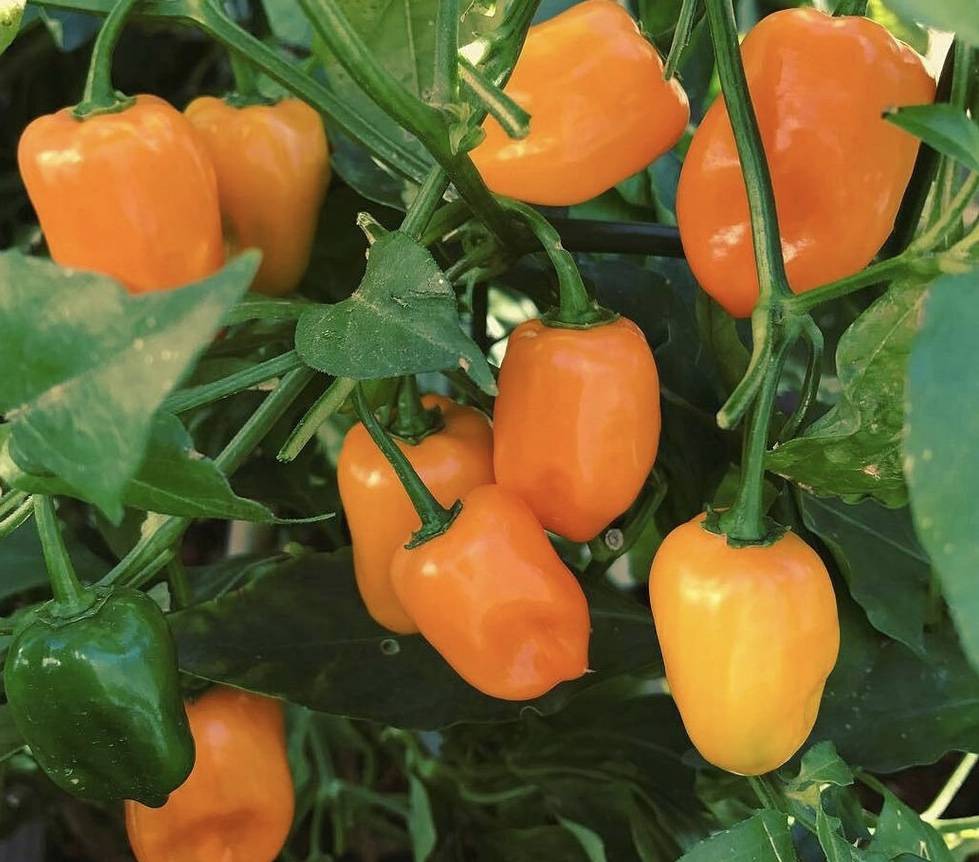 The Jerk Grill | restaurant | 1024 Washington St, Redlands, CA 92374, USA | 6263105274 OR +1 626-310-5274