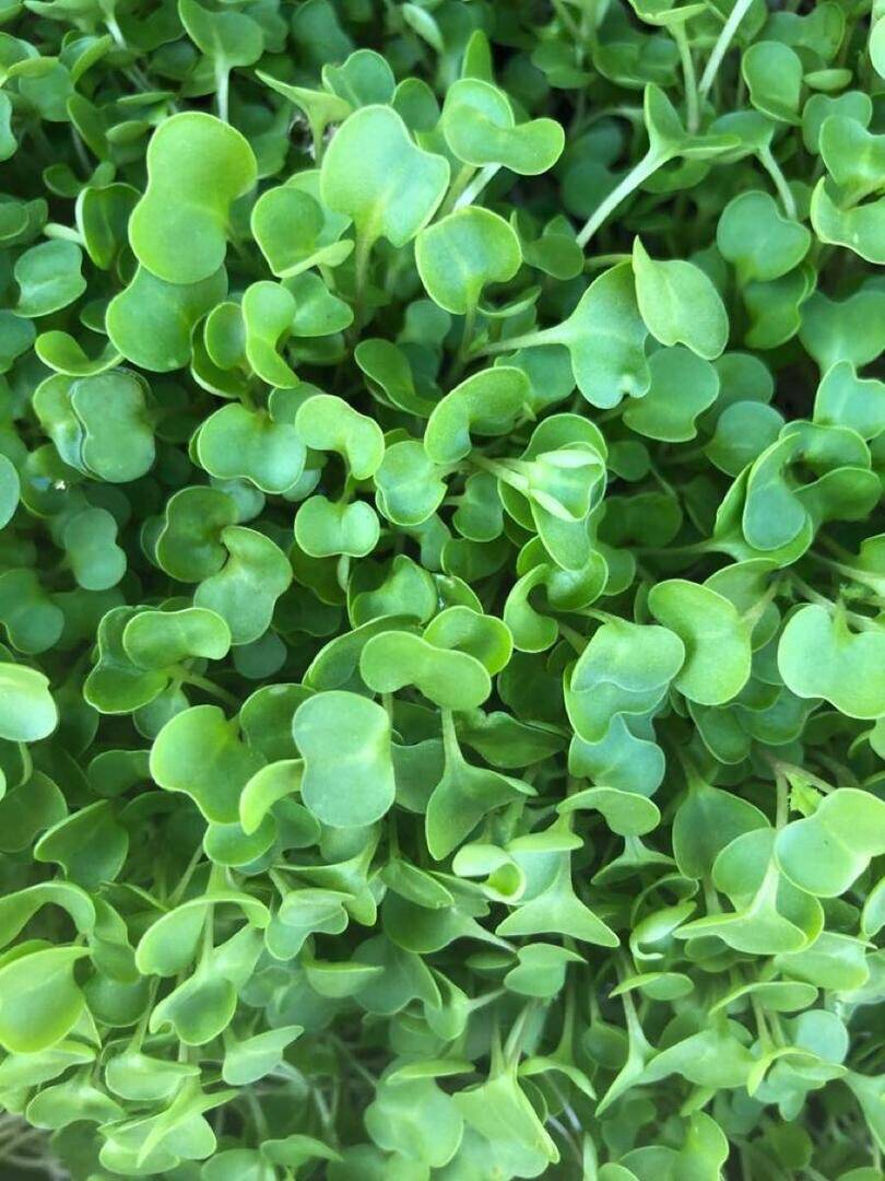 Microgreens R Us San Diego | restaurant | 4871 Conrad Ave, San Diego, CA 92117, USA | 8586100333 OR +1 858-610-0333