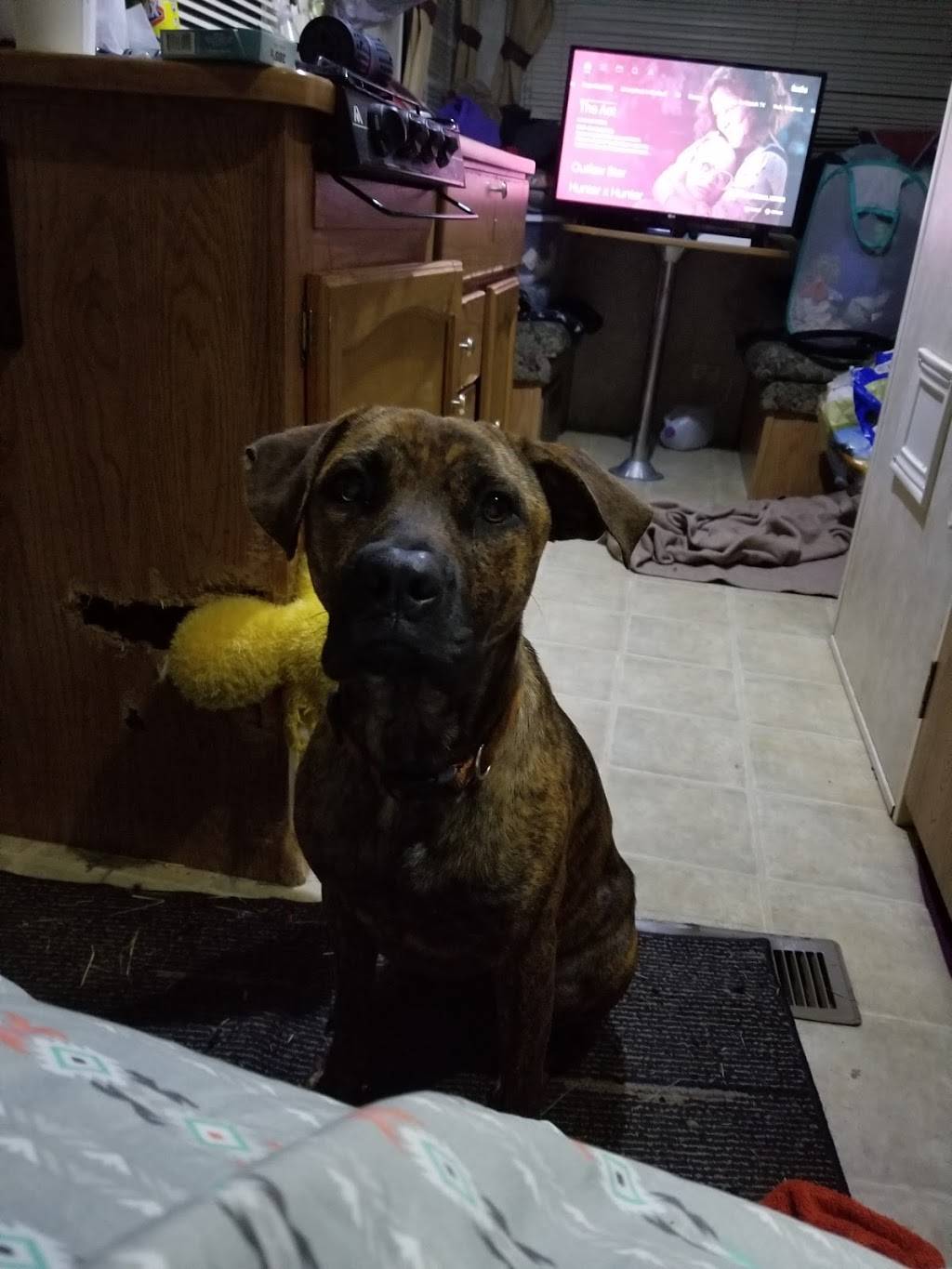 Wendys | restaurant | 7753 FL-50, Groveland, FL 34736, USA | 3525574169 OR +1 352-557-4169