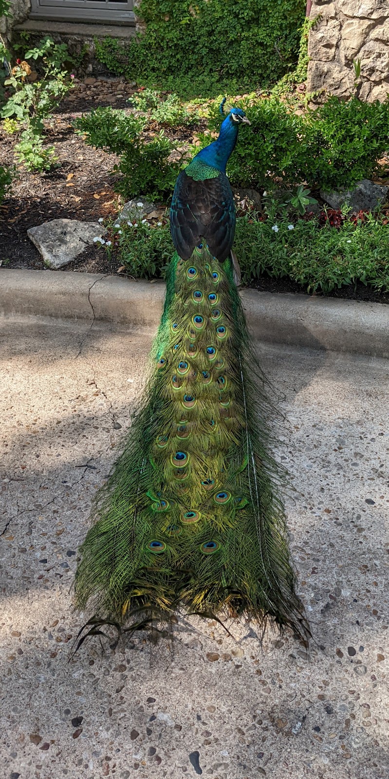 Westwood Country Club | restaurant | 3808 W 35th St, Austin, TX 78703, USA | 5124537246 OR +1 512-453-7246