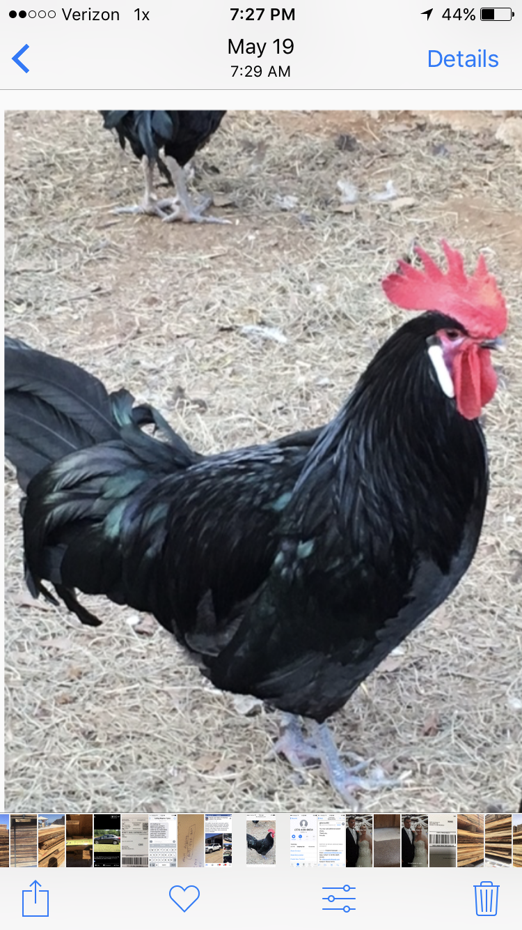 Bresse Farms | restaurant | 1953 MS-345, Pontotoc, MS 38863, USA | 6628715789 OR +1 662-871-5789