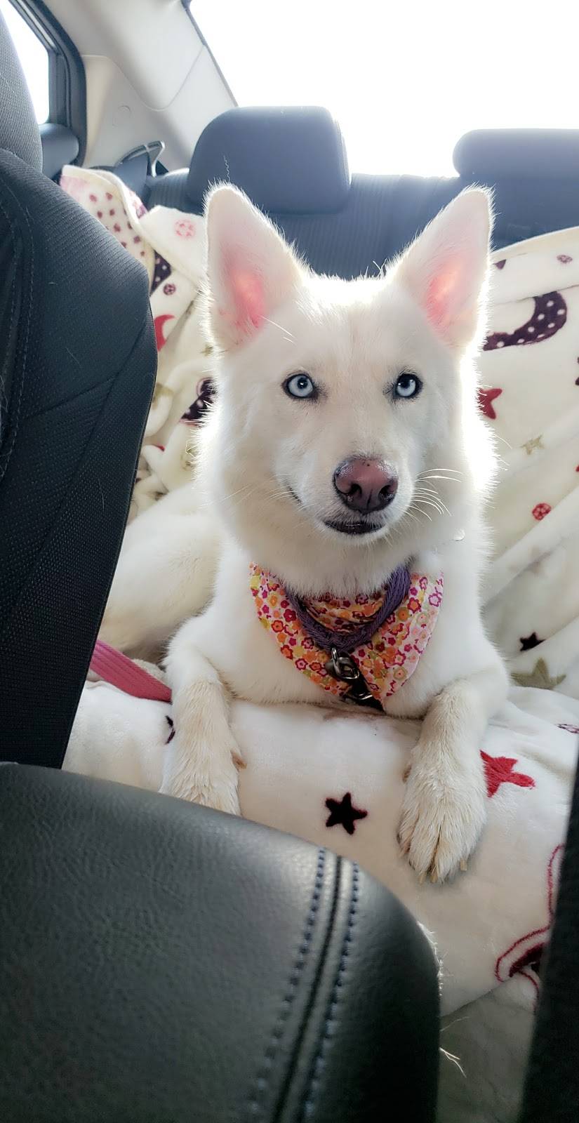 Geadellos Pizza | meal takeaway | 4813 Trousdale Dr, Nashville, TN 37220, USA | 6158325044 OR +1 615-832-5044