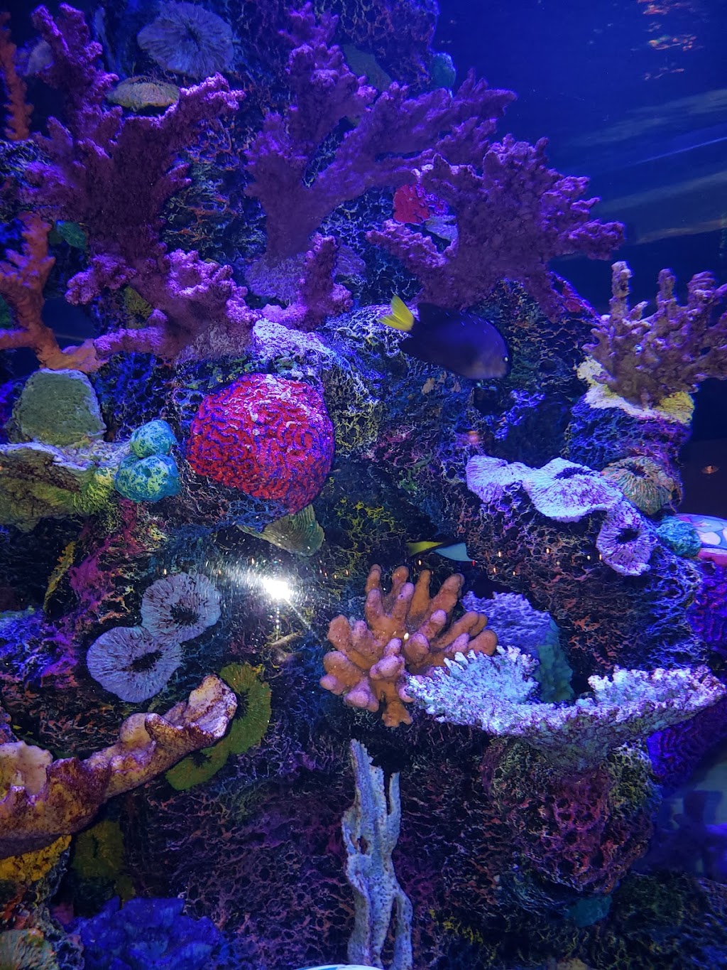 The Wharf Buffet | restaurant | 9902 S Thomas Dr, Panama City Beach, FL 32408, USA | 8505887613 OR +1 850-588-7613