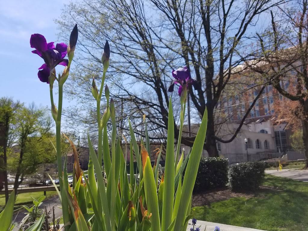 UTK Southern Kitchen | restaurant | 1525 White Ave, Knoxville, TN 37916, USA | 8659744111 OR +1 865-974-4111