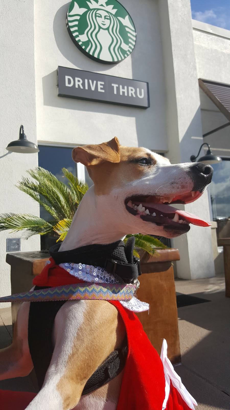 Starbucks | cafe | 975 3rd St S, Jacksonville Beach, FL 32250, USA | 9042464848 OR +1 904-246-4848