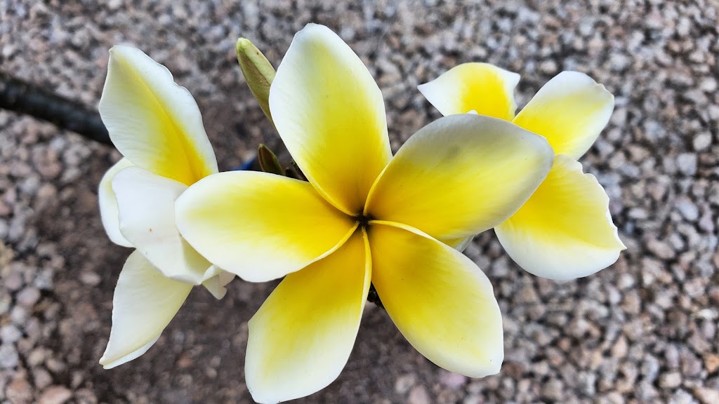 Urban Hills Grow Bag Gardens | restaurant | 557 E Parkview Dr, Gilbert, AZ 85295, USA | 4804867380 OR +1 480-486-7380