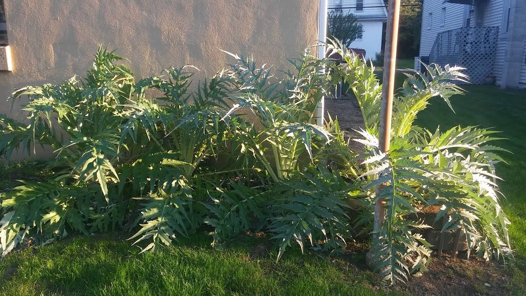 Candela Pizza | restaurant | 3817, 22 Lawn Park Ave, Lawrence Township, NJ 08648, USA | 6098829119 OR +1 609-882-9119