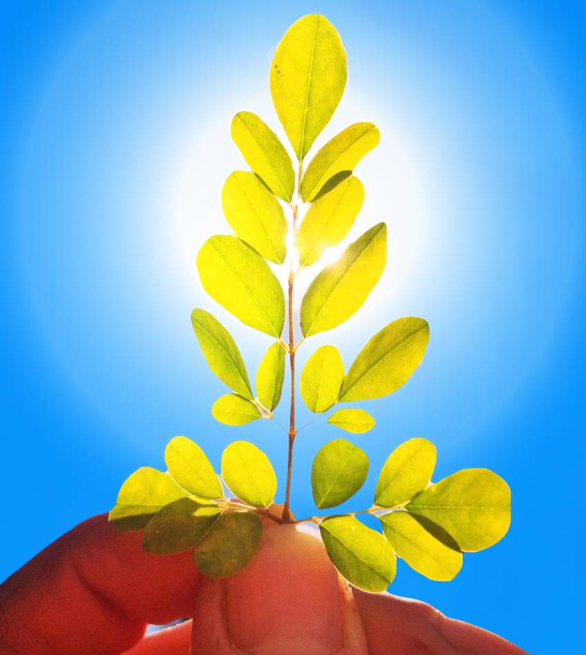 The Moringa Tree Organic Kitchen & Wellness Studio | restaurant | 109 W Lexington Ave, Elkhart, IN 46516, USA | 5742943394 OR +1 574-294-3394