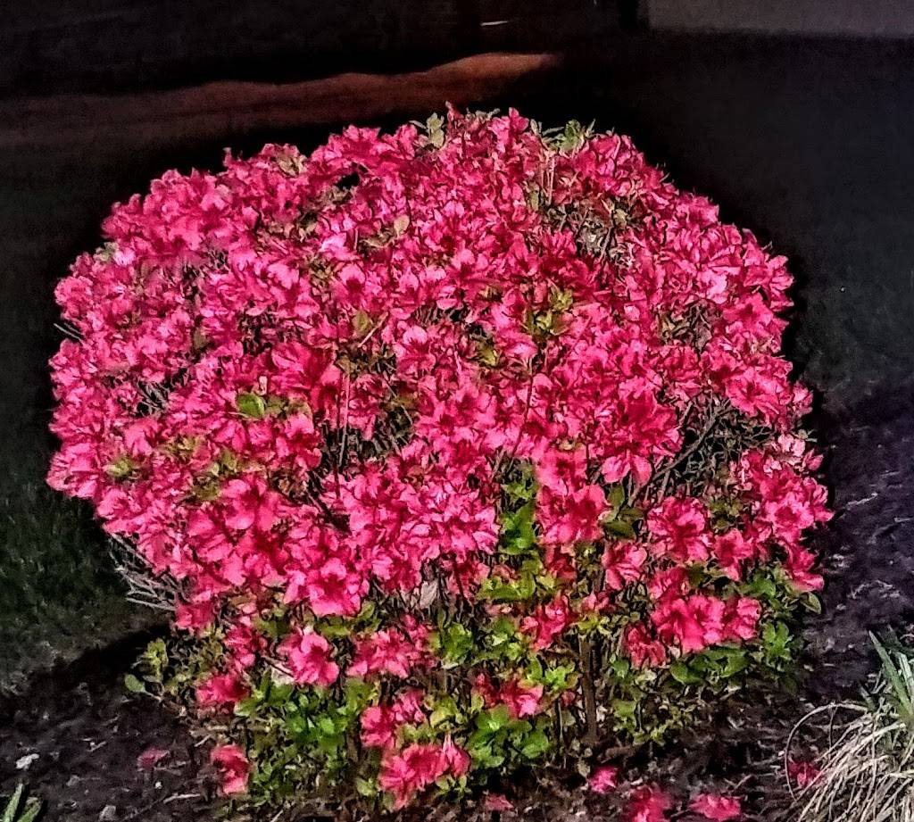 Papa Johns Pizza | restaurant | 7147 Salem Rd, Cincinnati, OH 45230, USA | 5132310300 OR +1 513-231-0300